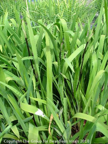 I x robusta Dark Aura - foliage 1